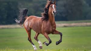 Mơ thấy ngựa chạy